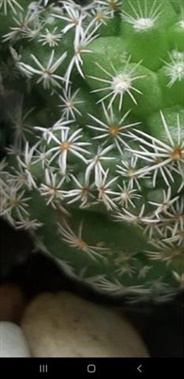 Gia sư Trần Thị Tuyết Loan